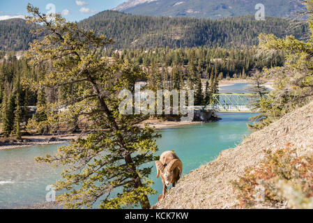 Männliche Bighorn Schafe (Ovis canadensis) an einem Berghang über der Athabasca River in Jasper National Park, Alberta, Kanada Stockfoto