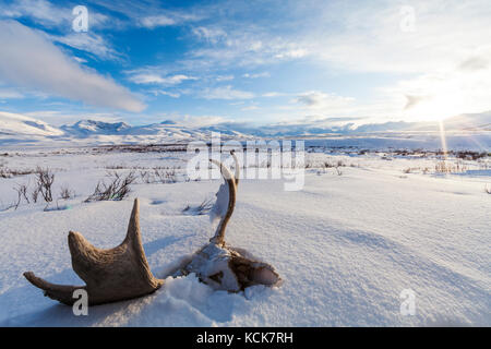 Landschaft scenic mit Elch Geweihe auf die North canol Trail, Yukon Territory, Kanada Stockfoto