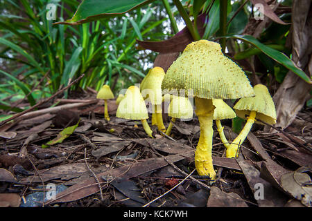 Pilze in New South Wales Australien gelb Fach Regenschirm leucoprinus birnbaumii Stockfoto