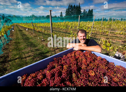 Ein lächelndes Arbeiter beaufsichtigt die Sammlung von Sonnengereiften ortega Trauben, in Beaufort Weingut und Weinkellerei geerntet. courtenay, Vancouver Island, British Columbia, Kanada. Stockfoto