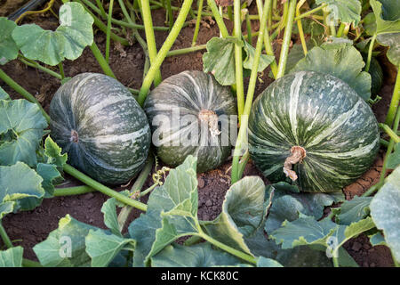 Reifer Kabocha-Kürbis auf Reben, 'Cucurbita maxima or moschata', auch bekannt als japanischer Kürbis, Kalifornien. Stockfoto