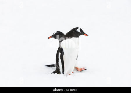 Zwei Gentoo-Pinguine (Pygoscelis papua) drängen sich auf einem Pinguin-Highway, Danco Coast, Antarktische Halbinsel, Antarktis Stockfoto