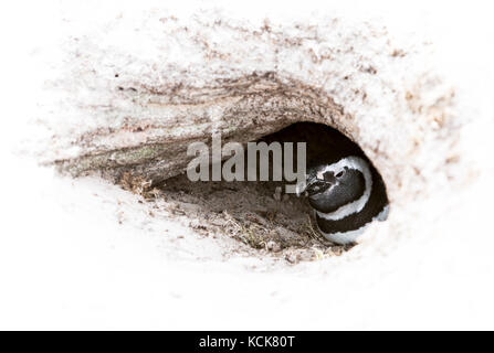 Ein magellanic Penguin (Spheniscus Magellanicus) Kollegen aus seinem Sandstrand Fuchsbau auf Saunders Island, Falkland Inseln Stockfoto