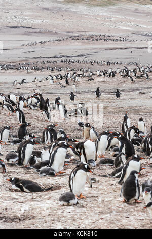 Erwachsene und Baby-Gentoo-Pinguine teilen gemeinsame Boden auf den Sandstränden der Saunders Island. falkland-Inseln, Stockfoto