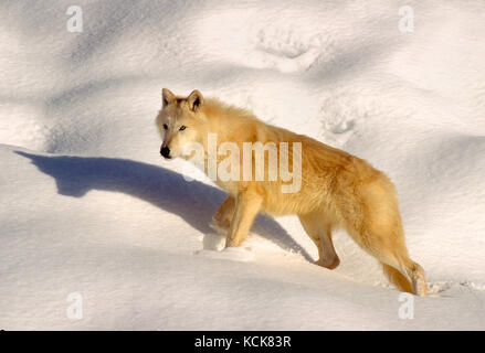 Kanada. Quebec. Tierwelt. Arctic Wolf. Stockfoto