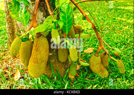 Jackfrüchte, artocarpus Heterophyllus, ashtamudi Villen, Kollam, Kerala, Indien Stockfoto