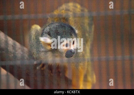 Peruanische Black-capped Totenkopfäffchen saimiri boliviensis peruviensis Uhren von einem Käfig. Stockfoto