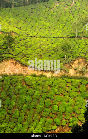 Teeplantage in der Nähe von Munnar, Kerala, Indien Stockfoto