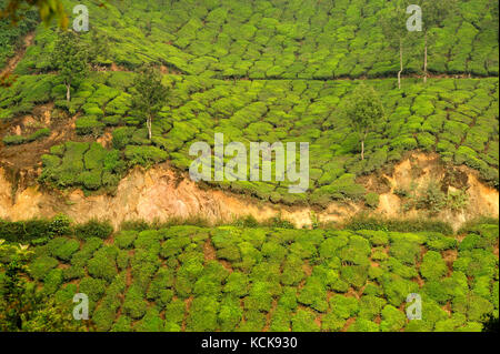 Teeplantage in der Nähe von Munnar, Kerala, Indien Stockfoto