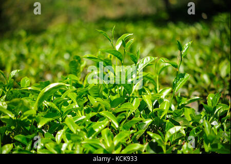 Teeplantage in der Nähe von Munnar, Kerala, Indien Stockfoto