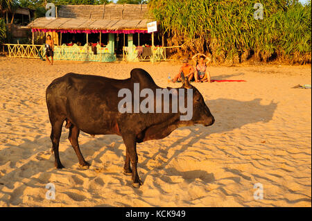 Bull on Beach, Om Beach, in der Nähe von Gokarna, Karnataka, Indien Stockfoto