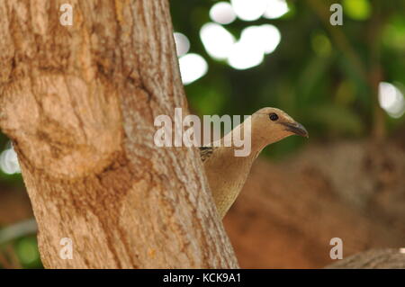 Große bowerbird (chlamydera nuchalis), Townsville, QLD, Australien Stockfoto