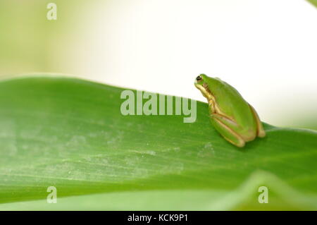 Green Tree Frog, Townsville, QLD, Australien Stockfoto