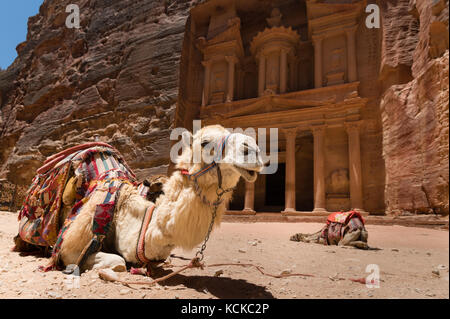 Zwei Kamele, die von örtlichen Führern für Unterhaltung und Transport von Touristen genutzt werden, kahlen in Sand vor dem Schatzamt, einem berühmten Wahrzeichen von Petra, Jordanien Stockfoto