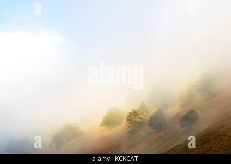 Nebel und Bäume im Aspe-tal, Nationalpark der Pyrenäen, Pyrenäen, Frankreich. Stockfoto