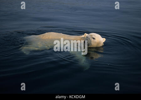 Eisbär, Ursus maritimus, schwimmt in Wager Bay, Ukkusiksalik Nationalpark, Nunavut, Kanada Stockfoto