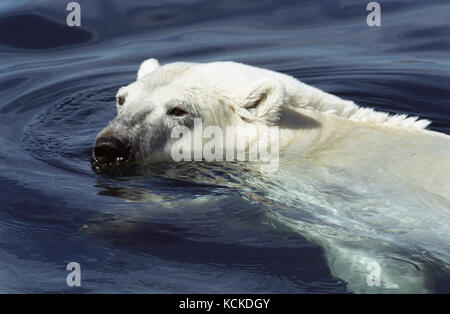 Eisbär, Ursus maritimus, schwimmt in Wager Bay, Ukkusiksalik Nationalpark, Nunavut, Kanada Stockfoto