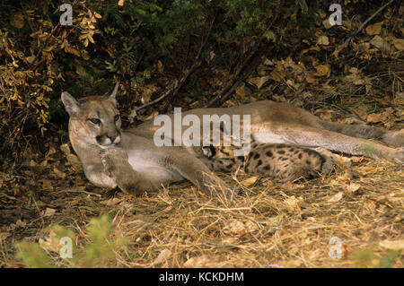 Cougar Mutter & 5 Wochen alten Kätzchen, Puma concolor, Montana, USA Stockfoto