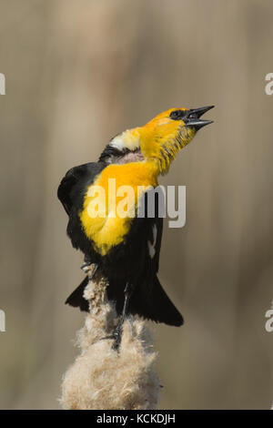 Männliche Yellow-headed blackbird, Xanthocephalus xanthocephalus, Sitzstangen auf cattail in Sumpf und singt das Eigentum an seinem Gebiet zu werben. sakatchewan, Kanada Stockfoto