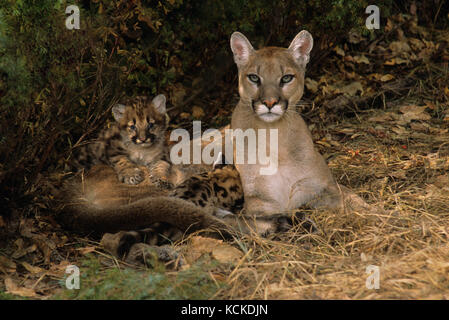 Cougar Mutter & 5 Wochen alten Kätzchen, Puma concolor, Montana, USA Stockfoto