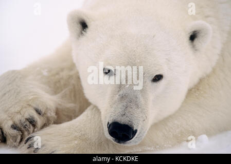 Eisbär, Ursus maritimus, ruht im Schnee in der Nähe von Churchill, Manitoba, Kanada Stockfoto