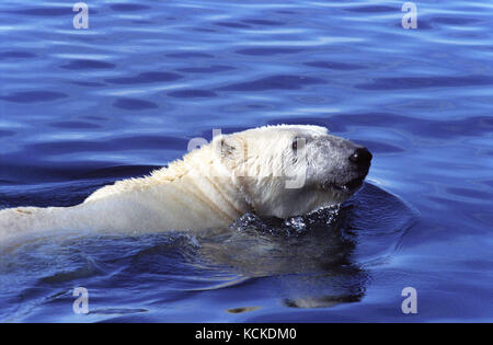 Eisbär, Ursus maritimus, schwimmt in Wager Bay, Ukkusiksalik Nationalpark, Nunavut, Kanada Stockfoto