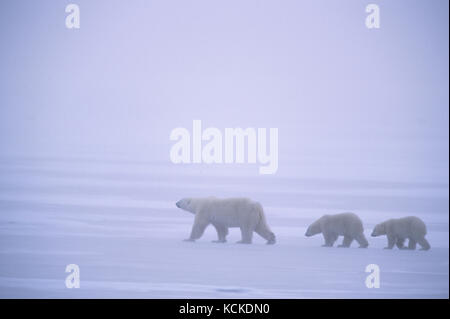 Eisbär Mutter und zwei Jungen, Ursus maritimus, Kreuz Eis im Schneegestöber in der Nähe von Churchill, Manitoba, Kanada Stockfoto