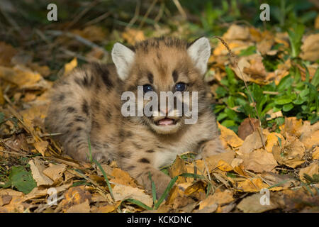 Sehr junge Kätzchen Cougar, Puma concolor, im Herbst Blätter, Montana, USA Stockfoto