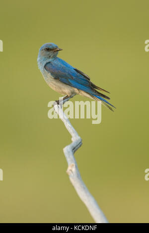 Männliche Mountain Bluebird, Sialia currocoides, auf Zweig thront, Great Sand HIlls, Saskatchewan, Kanada Stockfoto