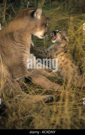 Cougar und knurrend 2,5 Monate altes Kätzchen, Puma concolor, Montana, USA Stockfoto