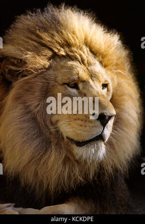 Männlicher afrikanischer Löwe Panthera leo, Porträt Stockfoto