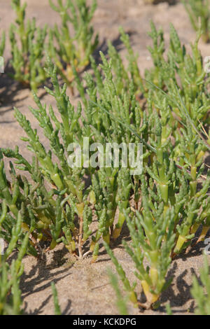 Queller oder Queller, Salicornia europaea Stockfoto