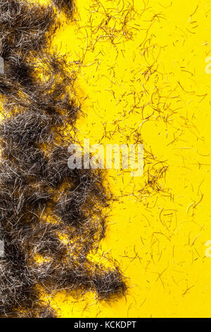 Bart Haar clippings auf einem gelben Stock von einem Friseure oder Friseure Studio. Stockfoto