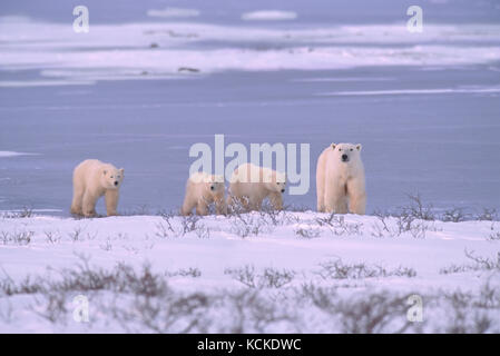 Eisbär Mutter mit drei Jungen (ungewöhnlich), Ursus maritimus, Spaziergang entlang der Küste in der Nähe von Churchill, Manitoba, Kanada Stockfoto