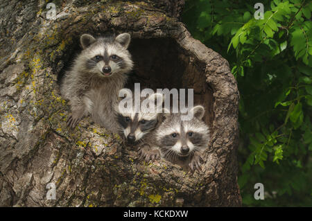 Junge Waschbären, Procyon lotor, in hohlen Baumstumpf, Montana, USA Stockfoto