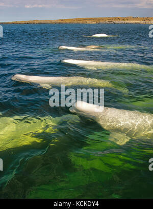 Beluga Wale, Delphinapterus Leucas, im Sommer in der Nähe der Mündung des Churchill River, Hudson Bay, Kanada Stockfoto