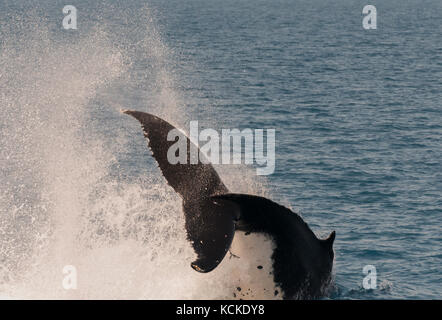 Buckelwale anzeigen es Fähigkeiten, die whalewatcher in Hervey Bay, Queensland, Australien. Stockfoto