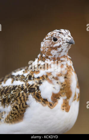 Willow ptarmigan Portrait, Lagopus lagopus, Denali National Park, Alaska, USA Stockfoto