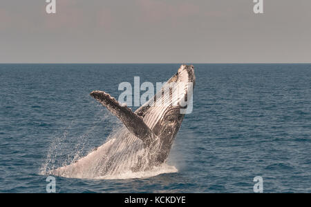 Buckelwale anzeigen es Fähigkeiten, die whalewatcher in Hervey Bay, Queensland, Australien. Stockfoto