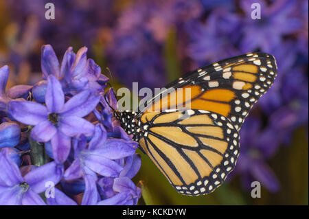 Monarch Butterfly, Danaus plexippus, ernährt sich von hyazinthe Blüte Stockfoto