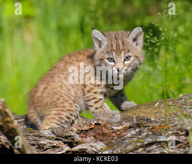 Bobcat Katze, Felis Rufus, im Frühjahr, Montana, USA Stockfoto