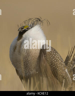 Mehr Sage-Grouse Centrocercus urophasianus, männliche, Charles Russell Wildlife Refuge, Montana, USA Stockfoto