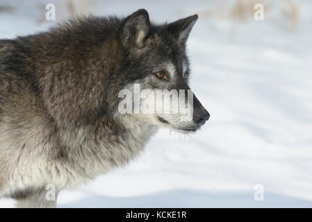 Grauer Wolf, Canis lupus, im Winter, Montana, USA Stockfoto