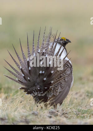 Sage grouse Männlich, Centrocercus urophasianus, Anzeigen auf Lek, die Geschichte, die Federn von der Rückseite, Montana, USA Stockfoto