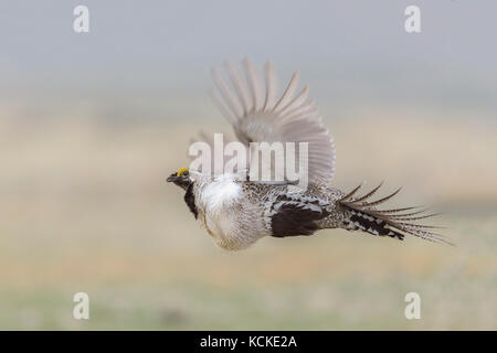 Mehr Centrocercus urophasianus Sage-Grouse,, im Flug, in der Nähe der Zortman, Montana, USA Stockfoto