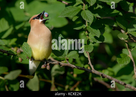 Cedar Waxwing Bombycilla cedrorum, ißt, haskap Berry, Lonicera caerulea, Warman, Saskatchewan, Kanada Stockfoto