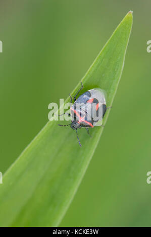 Zweimal - Erstochen stinken Bug, Cosmopepla lintneriana, Warman, Saskatchewan, Kanada Stockfoto
