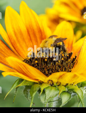 Bumble Bee, Bombus sp., Sonnenblumen, Warman, Saskatchewan, Kanada Stockfoto