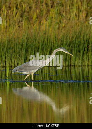 Great Blue Heron, Ardea Herodias, Jagd in cattail Marsh mit Reflexion, Saskatchewan, Kanada Stockfoto