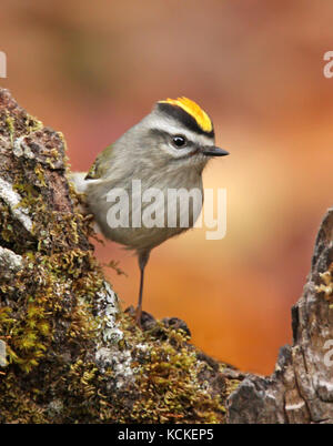 Eine männliche Golden-gekrönter Goldhähnchen Regulus Satrapa, thront auf einem Ast in Saskatoon, Saskatchewan, Kanada Stockfoto